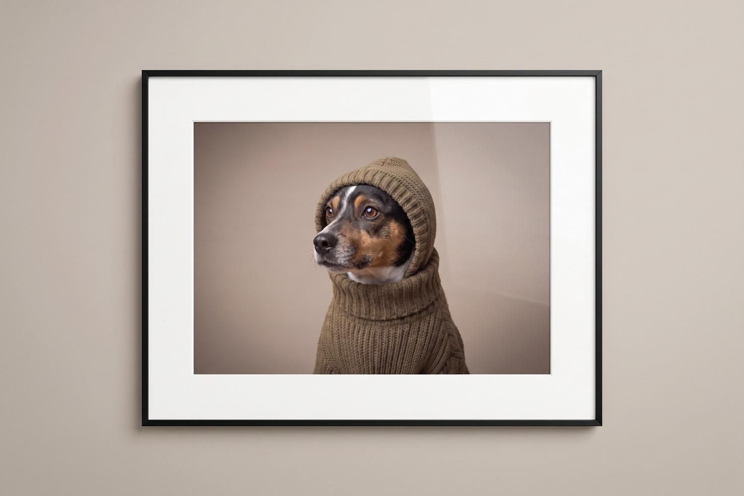Fertiges Fellportrait: gerahmter Druck des Hundes im Stil Modern an einer Wand