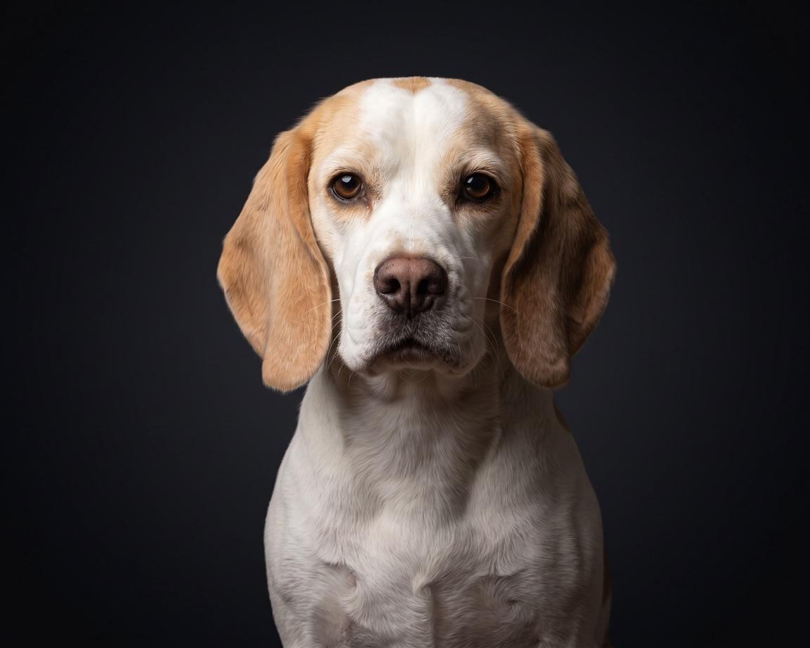 Tierporträt im Stil Memory: Hund frontal vor tiefschwarzem Hintergrund in weichem Studiolicht